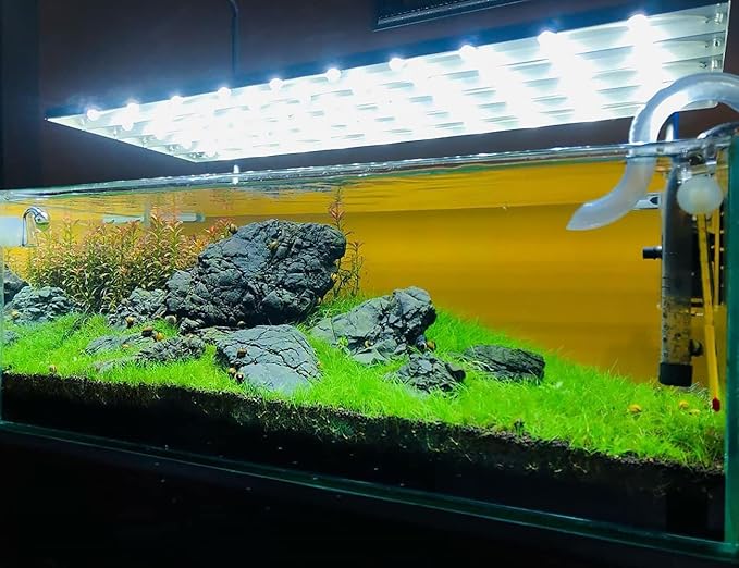SubstrateSource Live Plant - Dwarf Hairgrass Eleocharis Belem Tissue Culture Aquatic Live Aquarium Plant - 100% Snail Free in Vitro Cup (Dwarf Hairgrass)
