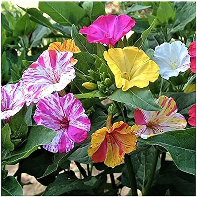 80 Pink Four O'Clock Seeds - Tender Perennial That Reseeds Easily
