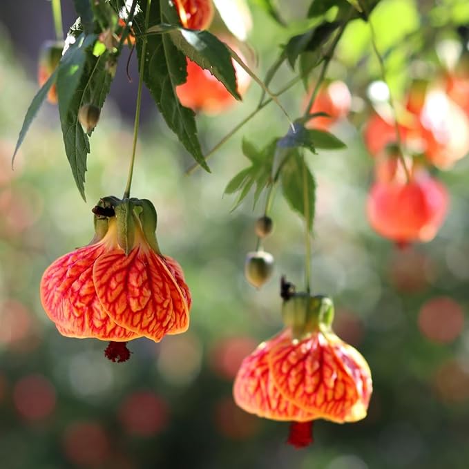 2 Abutilon Plants 5-9 Inches Tall - Lantern Trees Perfect for Enhancing Your Indoor and Outdoor Garden - Trailing Hanging Flower Vine (Mix Abutilon)