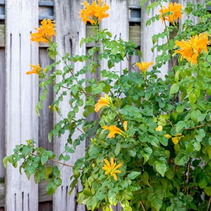 Set 2 Fragrant Honeysuckle Plants Live, Live Honeysuckle Plants 5-9" Tall Vines Bushes Climbing for Planting (Yellow Mango Cape)