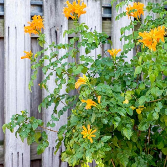 Set 2 Fragrant Honeysuckle Plants Live, Live Honeysuckle Plants 5-9" Tall Vines Bushes Climbing for Planting (Yellow Mango Cape)