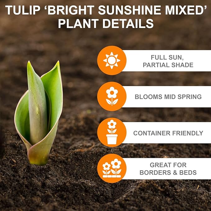Garden State Bulb Bright Sunshine Mix Single Late Tulip Flower Bulbs, 12/+ cm, Fall Planting (Bag of 100)