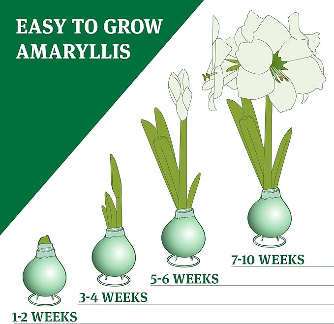 Purple Base Waxed Amaryllis Flower Bulb with Stand, No Water Needed, Real Live Spring Flowers