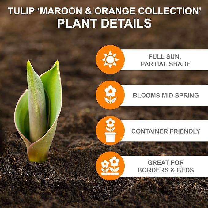 Garden State Bulb Maroon and Orange Mix Triumph Tulip Flower Bulbs, 12/+ cm, Fall Planting (Bag of 50)