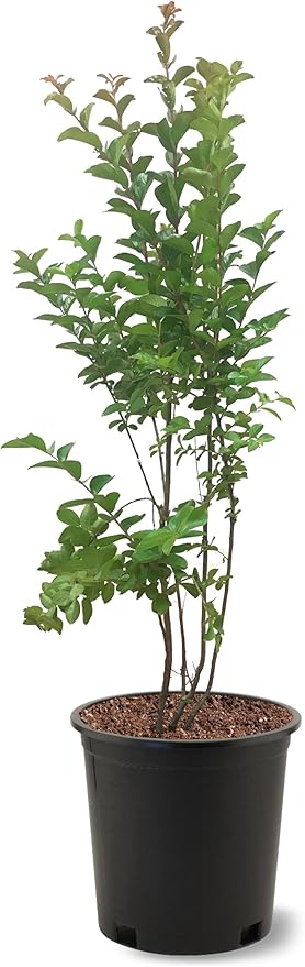 American Plant Exchange Sioux Crape Myrtle Tree Live, 3-Gallon Pot, 1-2ft Tall, Bright Pink Flowers, Drought-Tolerant, Large Outdoor Landscape Accent, Year-Round Beauty