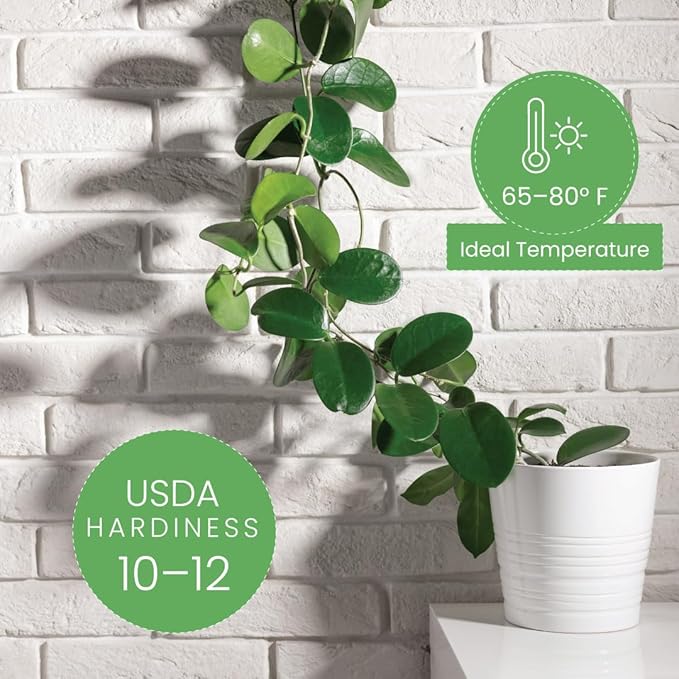 American Plant Exchange Assorted Hoya Plants – 6-Inch Pots, Pack of 2 – Live Flowering Wax Plants, Easy Care Vines for Home, Patio, or Indoor Garden Decor