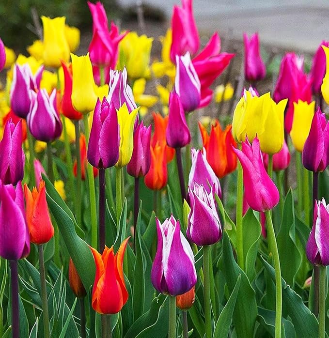 Tulips Lily Flowering Mixture Tulip Pink Red White Yellow Plant Bulbs Spring Flowering Gardens Size 12+ (5, Lily Flowering Mixture)