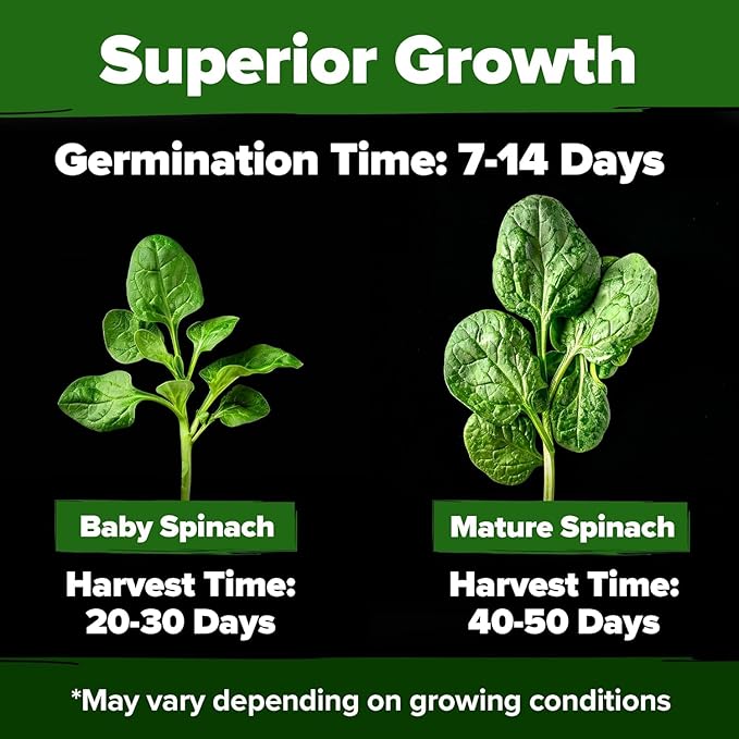 HOME GROWN Bloomsdale Spinach Seeds Pack – 353 Heirloom Seeds – High Germination Spinach for Indoor, Outdoor, Hydroponic Planting & Home Gardens (Spinacia oleracea)