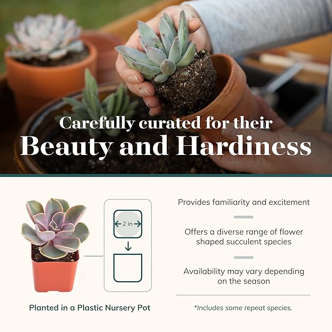 Shop Succulents Rosette Succulent Plant Pack Bulk Collection - Live Mini Succulent Plants, Low Maintenance, Floral Shaped Mix of Colors & Textures - Wedding and Party Favors, Gift & Garden, Pack of 16