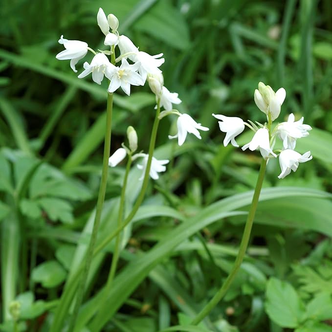 Easy to Grow Hyacinthiodes 'White' Plant Bulbs (10 Pack) - Fragrant White Flowering Blooms Spring Gardens