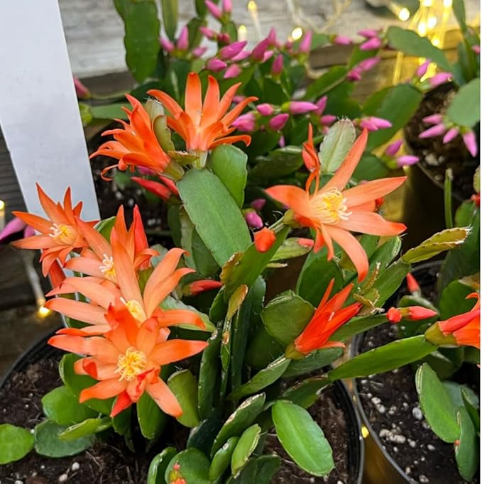 Christmas Cactus Plants Live, Thanksgiving Cactus Easter Cactus Like, 4-8 Inc Tall, Cold Hardy, Holiday Cactus for Indoor Outdoor Planting, Starter Size (Random Single Bloom)