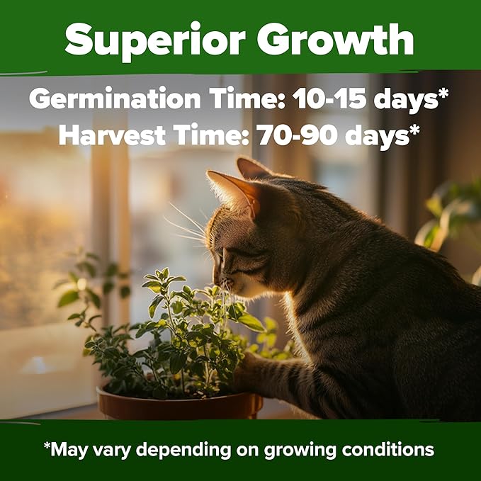 HOME GROWN Catnip Seeds (Bulk Pack) Non GMO Heirloom Herb 2,116 Seeds - Indoor or Outdoor Seed - High-Germination Cat Nip - Cat Safe Plants (Nepeta cataria)