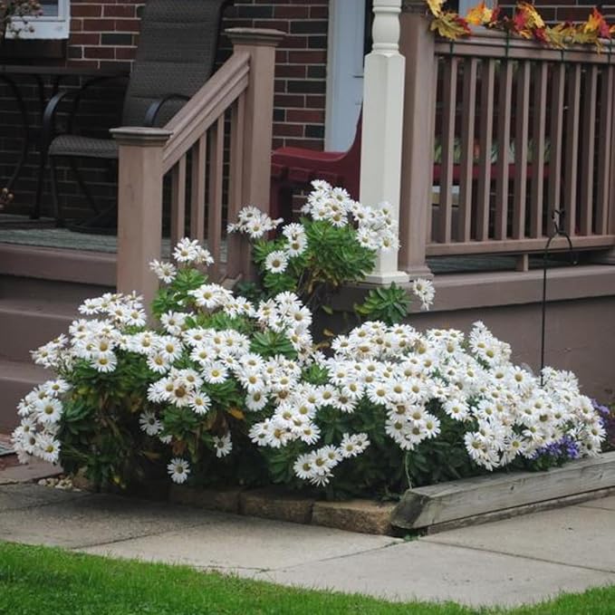 White Daisy Plant, 3 to 6 Inch Daisies Flowers Live Plants, Perennial White Daisy Plants Well Rooted Plug for Outdoor Garden