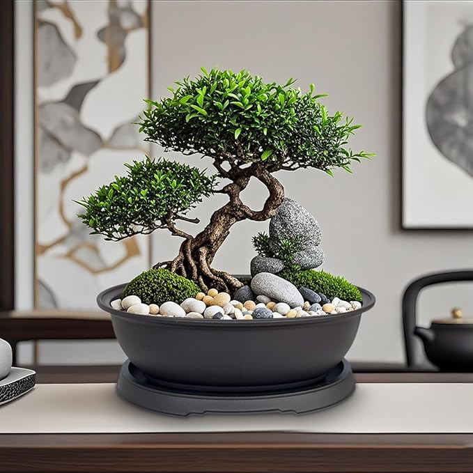 MUZHI 3 Pack Mixed Size Oval Bonsai Planter Pot with Drainage Tray, Matte Finish Ellipse Plastic Bonsai Succulent Growing Pot for Home Garden Plant Container 9.1” 7.2” 5.2”