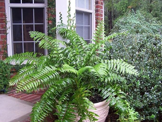 American Plant Exchange Macho Giant Sword Fern Plant – 6-Inch Pot – Live Hardy Air Purifying Fern, Medium Size Indoor/Outdoor Greenery for Home, Patio, or Garden Decor