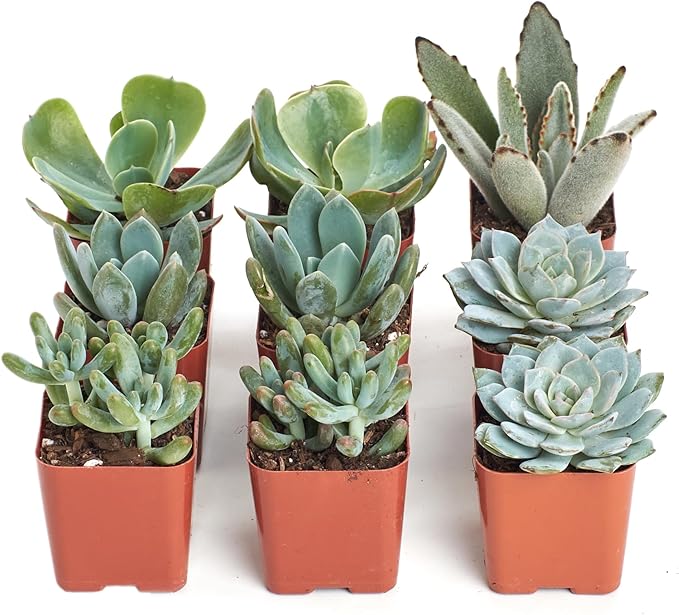 Shop Succulents Blue & Green Succulent Plant Pack Collection - Live Mini Succulent Plants, Low Maintenance, Mixture of Textures - Wedding and Party Favors, Gift & Garden, Pack of 9