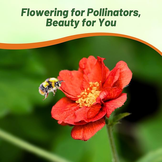 Outsidepride Mrs. Bradshaw Geum Seeds - 500 Pcs Easy to Grow Perennial Flower Seeds for Planting with Vibrant Blooms Attractive to Pollinators, for Cut Flower Arrangements, Borders, & Flower Beds