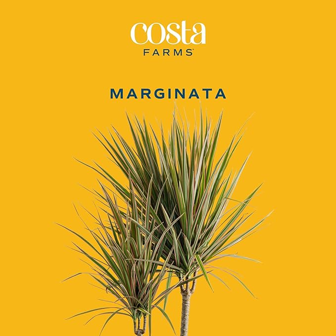 Costa Farms Dracaena Marginata Magenta Madagascar Dragon Tree Live Indoor Plant, 3 to 4-Feet Tall, Potted in Grower's Pot