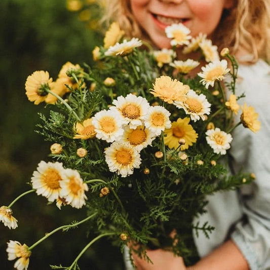 Garland Daisy (Crown Daisy) - 250 Seeds - Asian Greens Variety (Tong Ho, Shungiku, Ssukgat), Yellow & White Flower, Non-GMO Korean Vegetable Seeds for Planting in The Garden, Thresh Seed Company