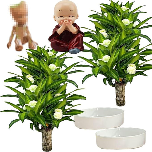 Brazilian Lucky Wood Plant, Brazilian Wood with Energy Crystals, Low-Light Office, Bedroom Decor, Home Good Luck Decor (Purple+Little People)