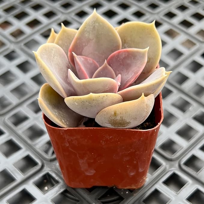 Sprout N Green Echeveria 'Perle von Nürnberg', Live Succulent Plant Fully Rooted in 2" Pots with Soil Mix, Real Houseplant for Indoor Outdoor Home Office Wedding Decoration Party Favor