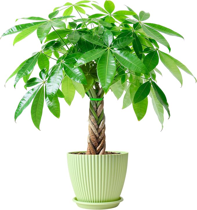 Sprout N Green Small Money Tree with 5 Lucky Braid, Live Plant with Green Stripe Pot, Decoration for Indoor Home Office Tabletop Windowsill Side Table, Housewarming Christmas Gift, 8-10" Tall