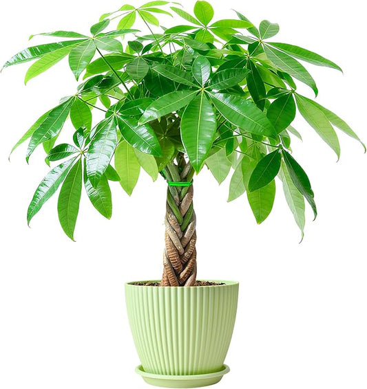 Sprout N Green Small Money Tree with 5 Lucky Braid, Live Plant with Green Stripe Pot, Decoration for Indoor Home Office Tabletop Windowsill Side Table, Housewarming Christmas Gift, 8-10" Tall