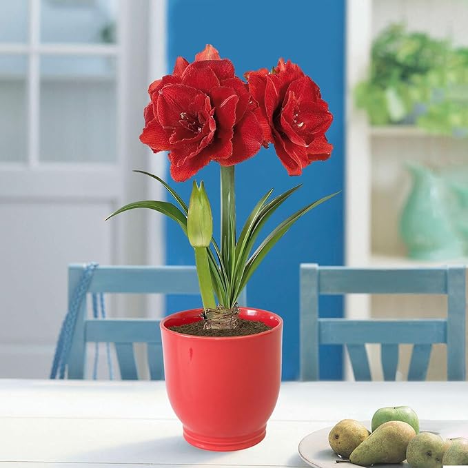 Garden State Bulb Red Double Amaryllis Bulb Gift Kit, 26/28cm, Decorative Planter (Red Ceramic)