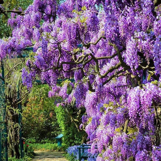 American Wisteria Tree Live Plant, 6 to 12 Inch Tall, Wisteria Vine Live Plant, Fragrant Wisteria Flowers Potted
