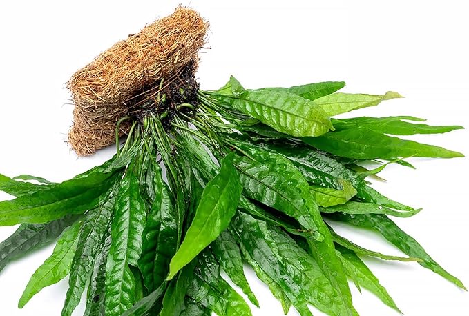 SubstrateSource Live Aquarium Plants on Driftwood, Lava Rock, Moss, Fiber Mat - Freshwater Fish Tanks - Easy, Beginner Friendly (Java Fern, Fiber Mat (Large))