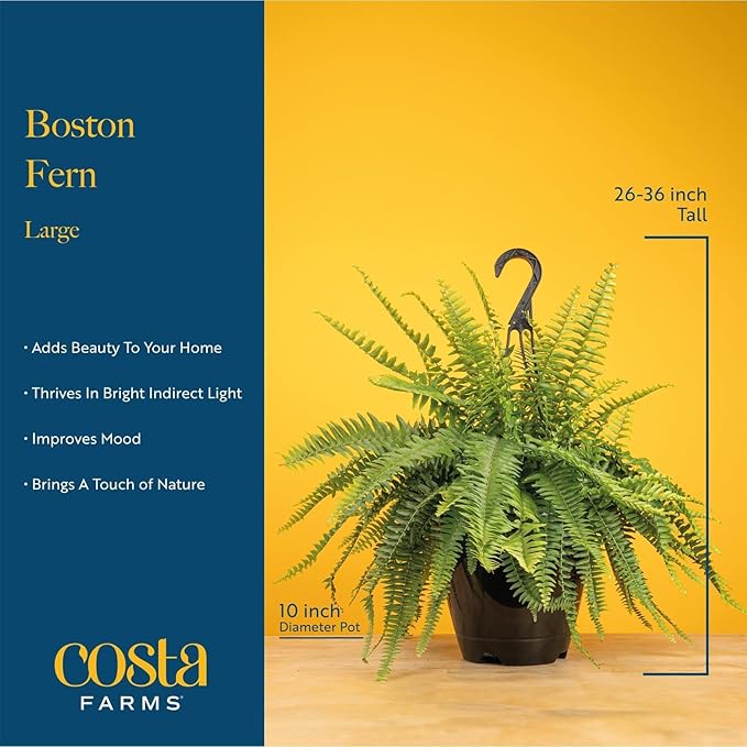 Costa Farms Boston Fern Live Plants in Plastic Pots, Large Air Purifying Indoor & Outdoor Houseplants, Patio, Garden, Home, or Office Decor, House Warming Gift, 2-3 Feet Tall & Wide, Pack of 2