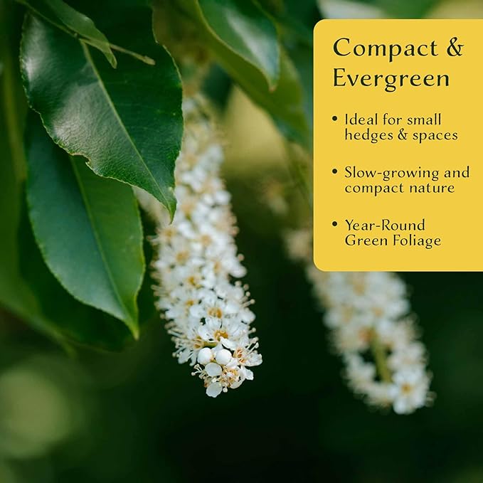 6 Dwarf Carolina Cherry Laurel in 3.5” Nursery Cubes (Prunus caroliniana ‘Compacta’) | Evergreen Shrub for Privacy Hedges, Screens, and Ornamental Landscaping | Ready-to-Plant Live Starter Plants