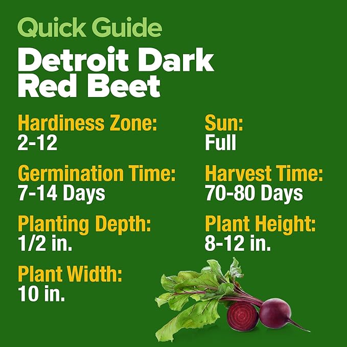 HOME GROWN Detroit Dark Red Beet Seeds Pack - 500 Heirloom Vegetable Seeds for Planting - Red Beet for Home Garden – High Germination(Beta vulgaris)