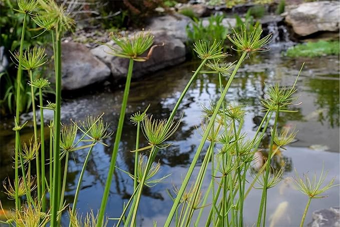 Dwarf Papyrus Plant | 3 Live Plants | Cyperus Shade & Wet Tolerant Aquatic Foliage