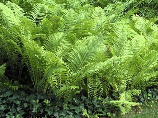 Greenwood Nursery: Live Perennial Plants - Ostrich Fern + Matteuccia Struthiopteris - [Qty: 10x Pint Pots] - (Click for Other Available Plants/Quantities)