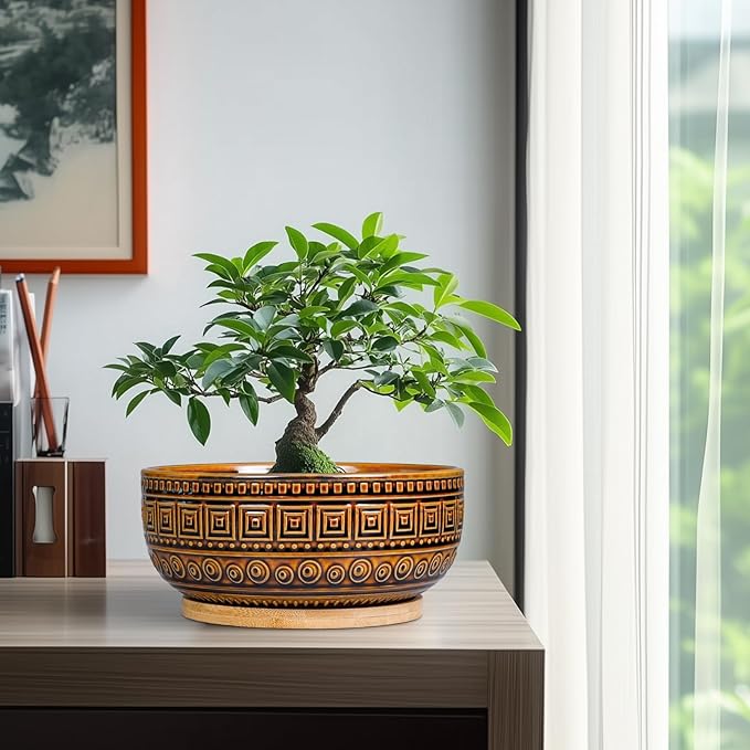 G EPGardening Bonsai Pots- 8 Inch Ceramic Succulent Planter with Drainage and Plant Saucer, Shallow Round Planter Bowl for Indoor Plants Flower, Boho Room Decor, Birthday Gifts, Brown