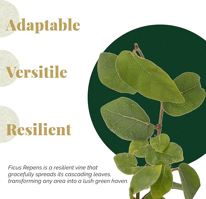 6 Creeping Fig, Live Plants – Ficus Repens – Fast-Growing & Versatile Climbing Vine in 2.5” Nursery Cubes – Perfect for Living Walls, Topiaries, Ground Cover & Indoor/Outdoor Decor