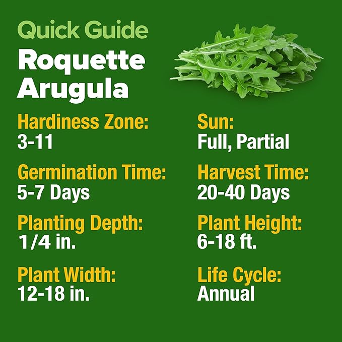 HOME GROWN Arugula Roquette Seeds Pack Non GMO 2,175 Heirloom Arugula Seeds for Planting Best for Outdoor Gardens,Providing Fast-Growing Greens for Salads - Eruca vesicaria