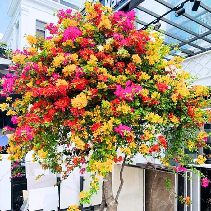 2 Bougainvillea Plants Live, Trailing Flowering Vines, 5-9” Tall, Well-Rooted Bougainvillea Trees for Outdoor Garden or Patio (Multicolor Bougainvillea)