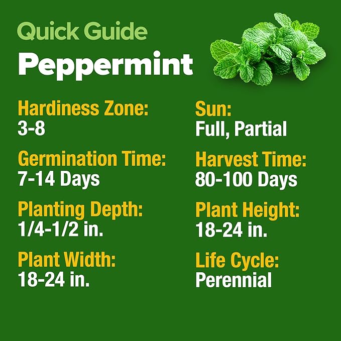 HOME GROWN Peppermint Seeds Pack – 2,370 Heirloom Mint Seeds for Planting. Grow Peppermint Plants in Your Herb Garden Indoors or Outdoors (Mentha x piperita)