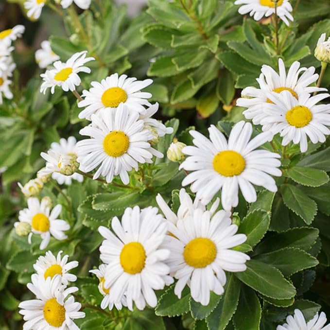 White Daisy Plant, 3 to 6 Inch Daisies Flowers Live Plants, Perennial White Daisy Plants Well Rooted Plug for Outdoor Garden