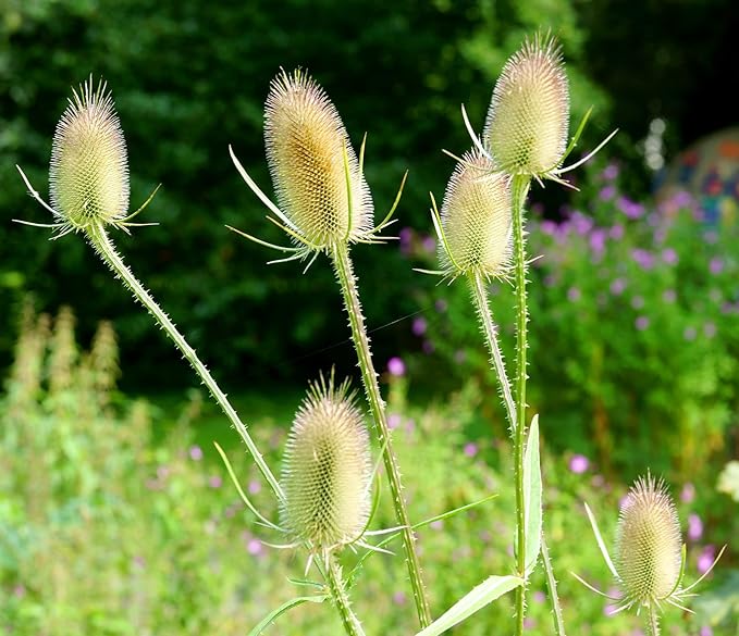 1000Pcs Dipsacus Fullonum Seeds for Planting Easy to Grow Outdoor Home Garden Flower Seeds Gardening Supplies