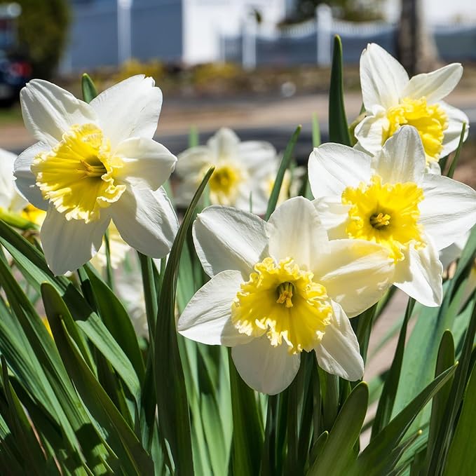White Lion Daffodil Flowers- 10 Bulbs - Large Narcissus Blooms Crisp White Petals and Ruffled, Bi-Colored Yellow Centers - Spring Blooming Easy Growing Garden Perennials | Attracts Bees & Butterflies