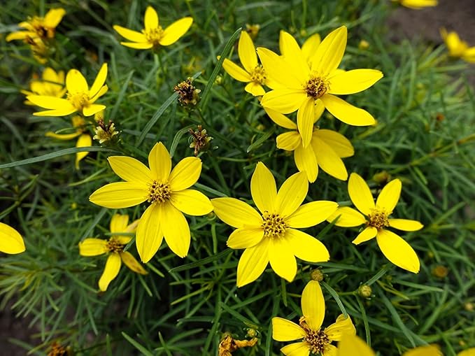 Greenwood Nursery: Live Perennial Plants - Nana Mouse Ear Tickseed + Coreopsis Auriculata - [Qty: 10x Pint Pots] - (Click for Other Available Plants/Quantities)