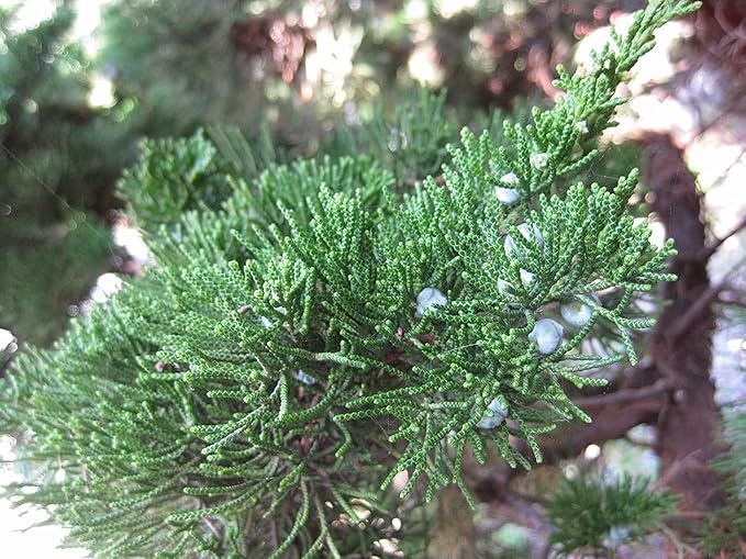 Hollywood Juniper | Juniperus Chinensis Torulosa | 1 Live Gallon Size Tree | Drought Tolerant Cold Hardy Evergreen Plant