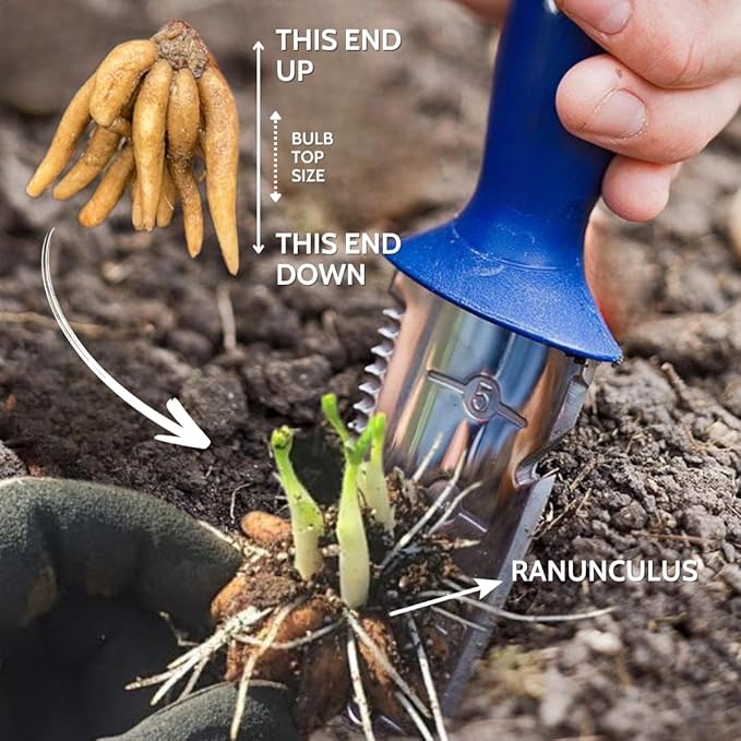 30 Ranunculus Bulbs for Fall Planting, Butterfly Ranunculus Corms, Peony Ranunculus Flower Bulbs for Garden, Vibrant Blooms in Spring (Purple Ranunculus)
