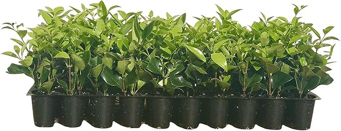 Ligustrum Waxleaf Privet - 15 Live Plants - Evergreen Privacy Hedge