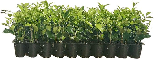 Ligustrum Waxleaf Privet - 15 Live Plants - Evergreen Privacy Hedge
