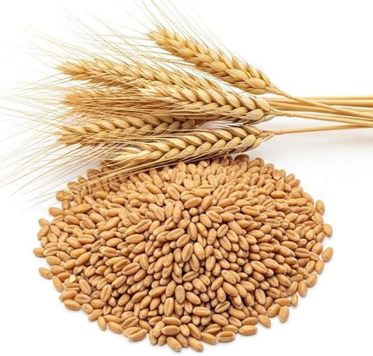 Wheat Cover Crop Seeds – Healthy, Non-GMO, Fast-Growing, Soil Builder, Erosion Control, Wildlife Friendly – Made in USA, Perfect for Gardens, Fields, & Food Plots (5 Pounds)