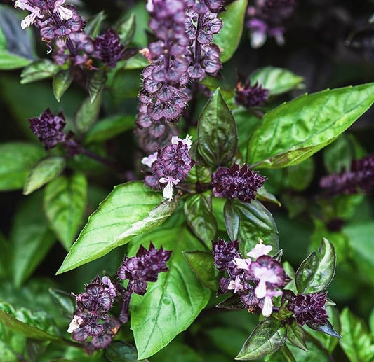Cinnamon Basil Seeds for Planting Heirloom Non GMO Packets 750 Seeds – Plant & Grow Cinnamon Basil Indoor Hydroponics or Outdoor Gardening, Great Gardening Gift – 1 Packet, Purple